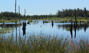 Reclaimed,Wetland,In,Hunneberg,Ecopark,Sweden