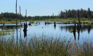 Reclaimed,Wetland,In,Hunneberg,Ecopark,Sweden