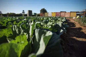 Small cabbage plantation on the outskirts of a settlement in Zambia.