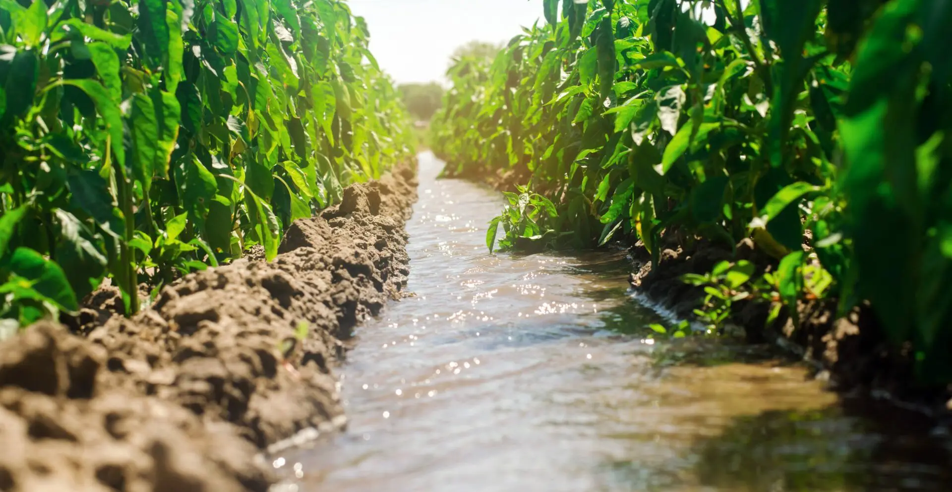 Irrigation of peppers in the field. Traditional natural watering. Eco-friendly products. Agriculture and farmland. Crops. Ukraine, Kherson region. Growing organic vegetables. Soft selective focus